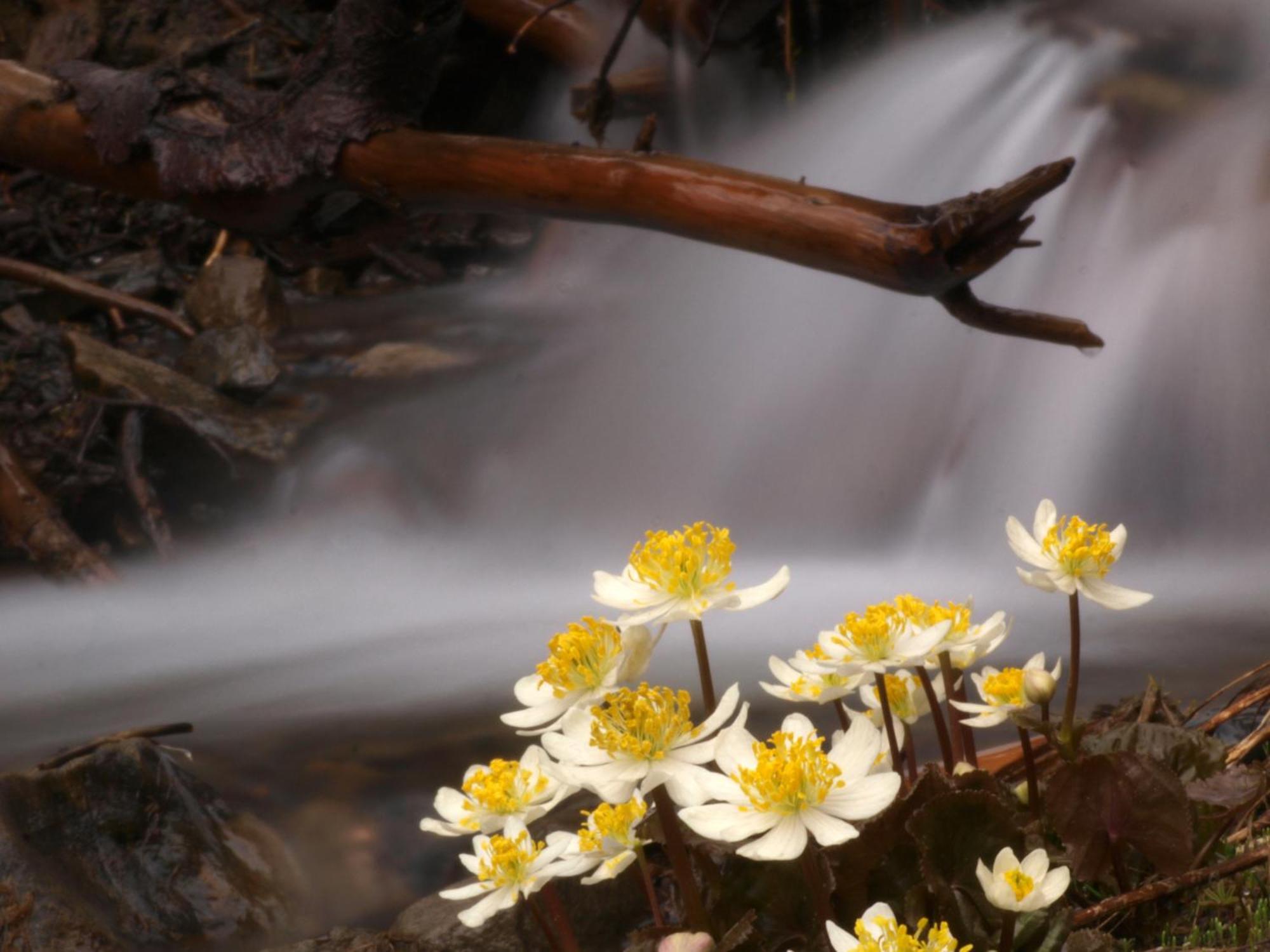Sol Duc Hot Springs Resort Ovington Экстерьер фото